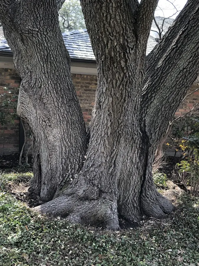 Mature heritage tree close to a Sylvania property cared for by certified arborists